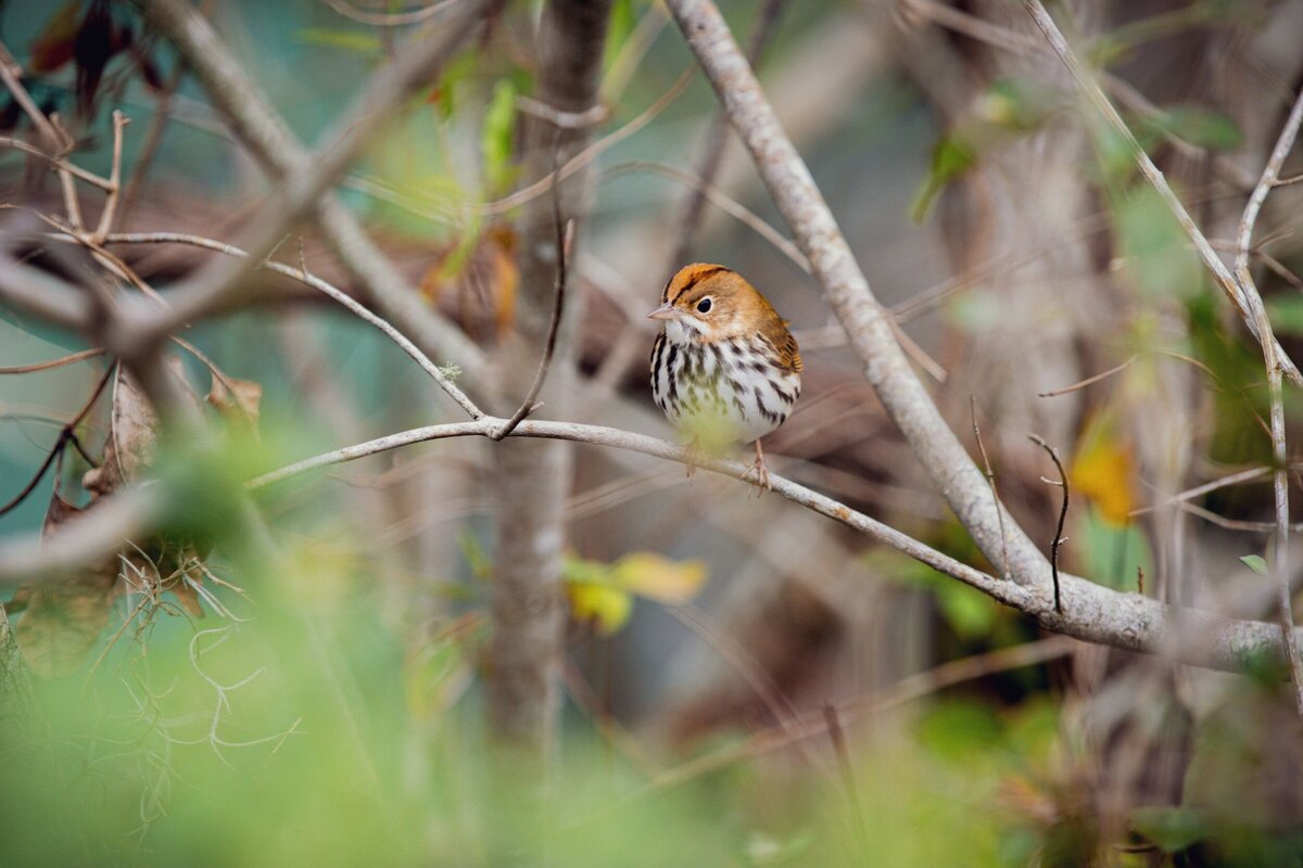 Bird-In-Leaves-cb6ba789-2500