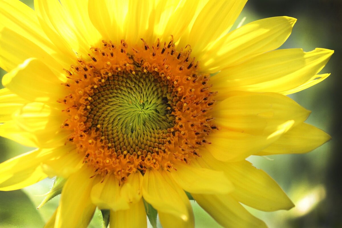 Sunflower_Edited-af66affe-2500