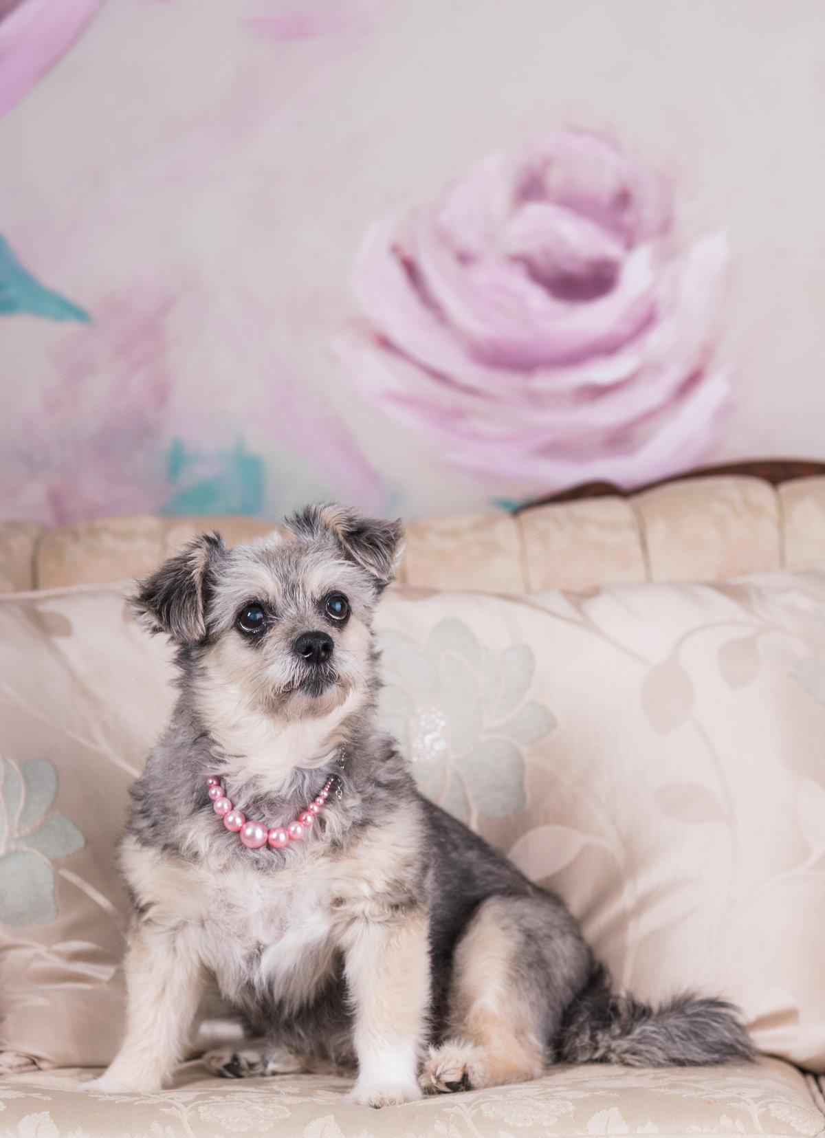 photo of grey and white small dog in studio