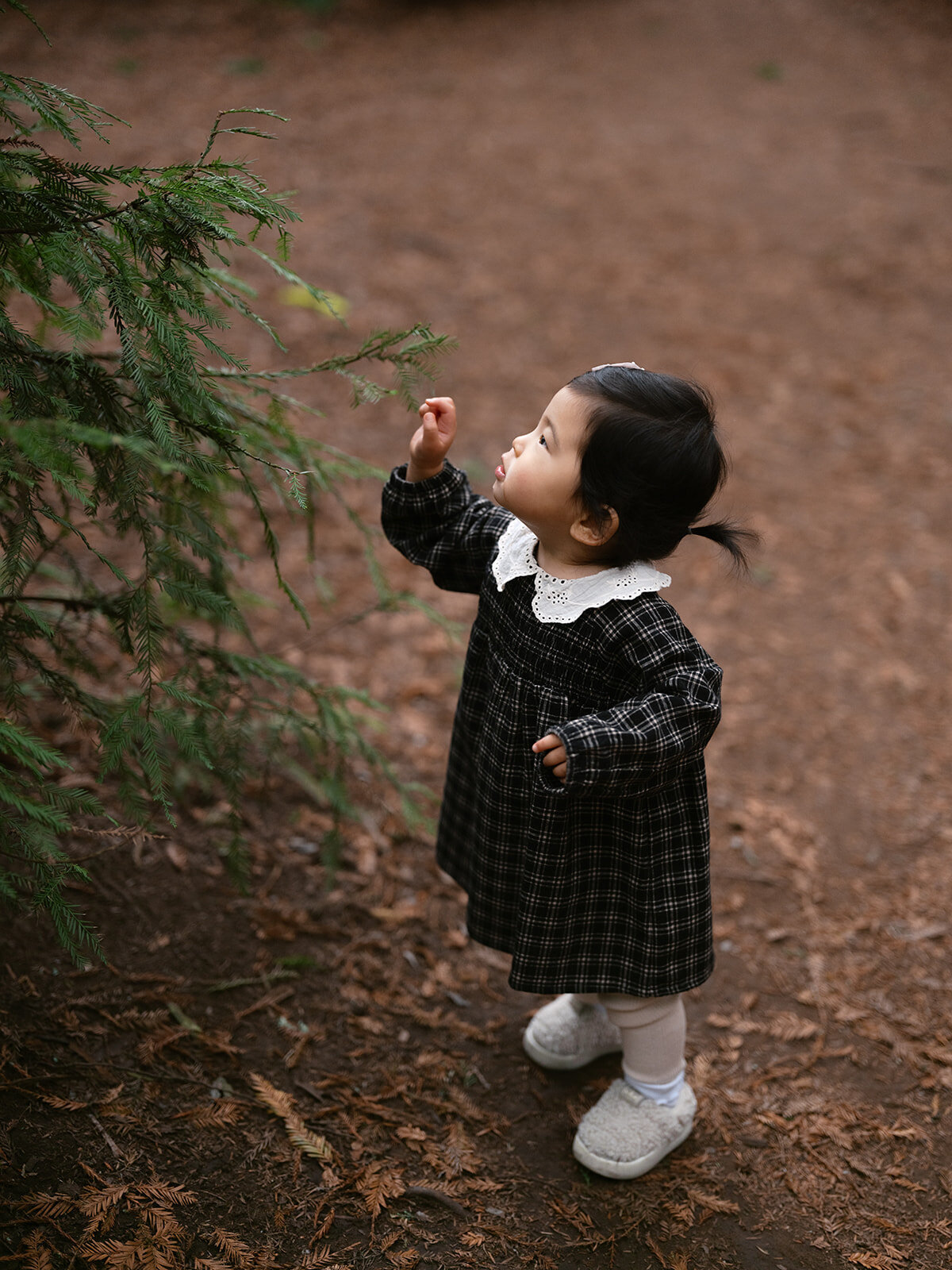 Toddler girl redwood session East Bay family photographer Oakland