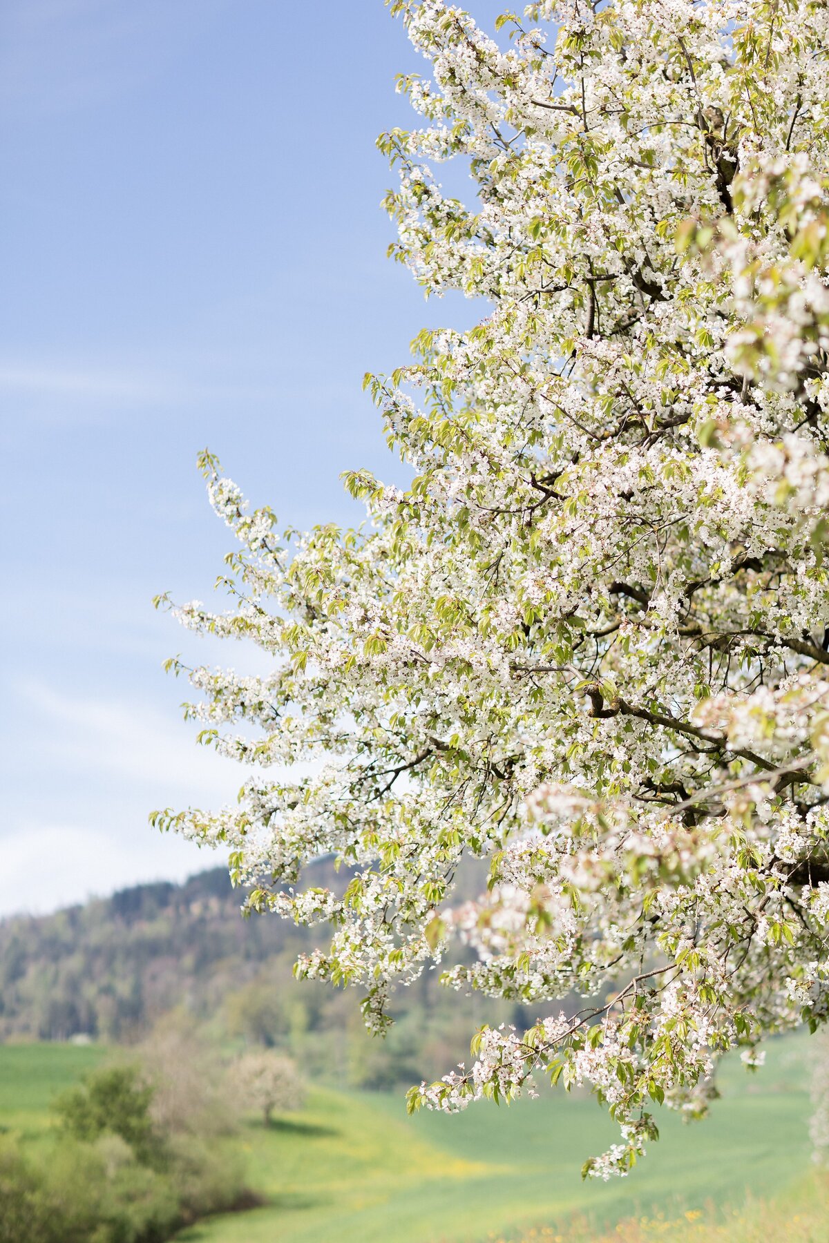 Impressionen-Cherry-Blossom-Photoshoot-2025-1