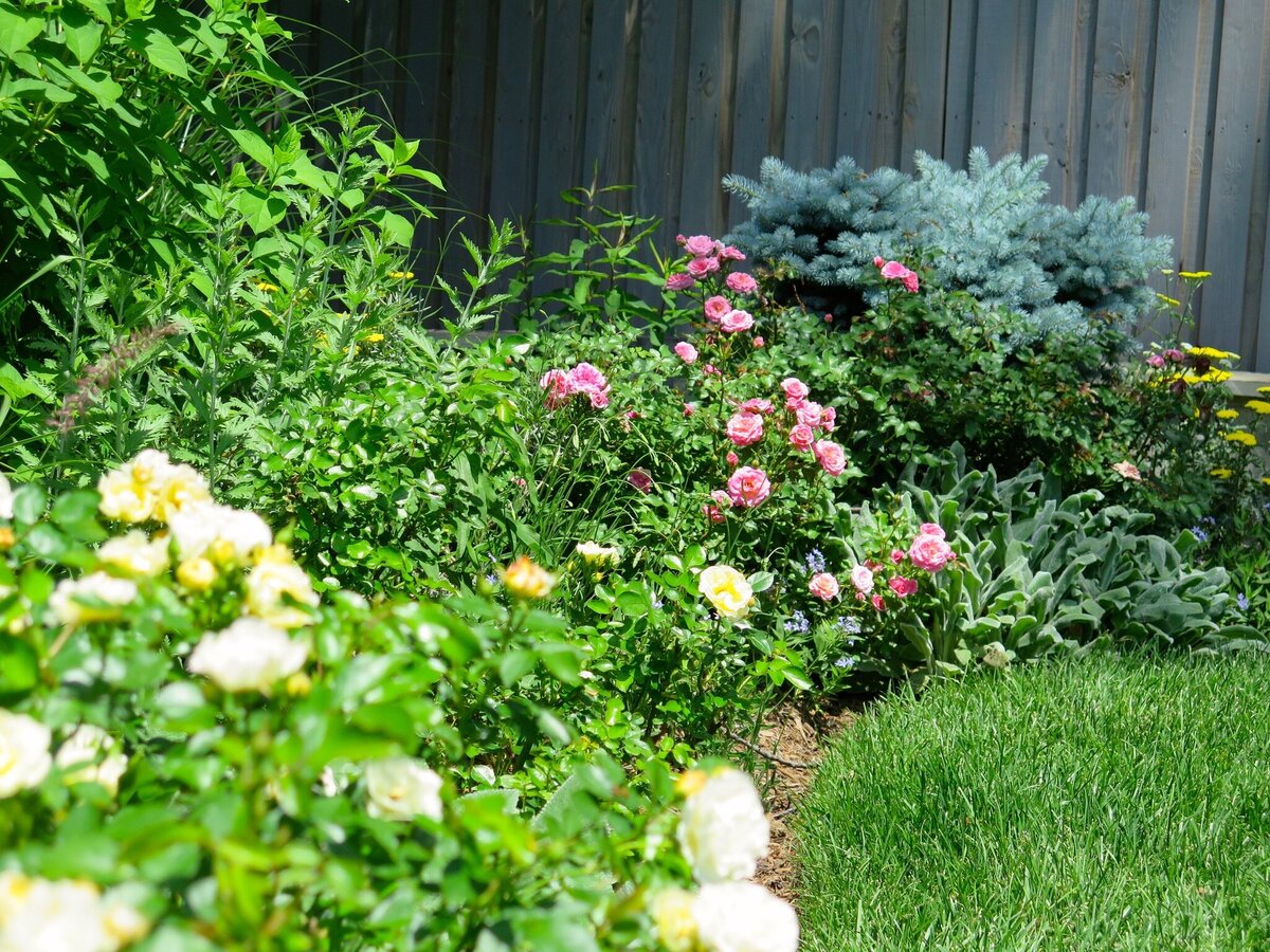 Vibrant garden with blooming pink and yellow roses, lush greenery, and a blue spruce tree against a wooden fence.