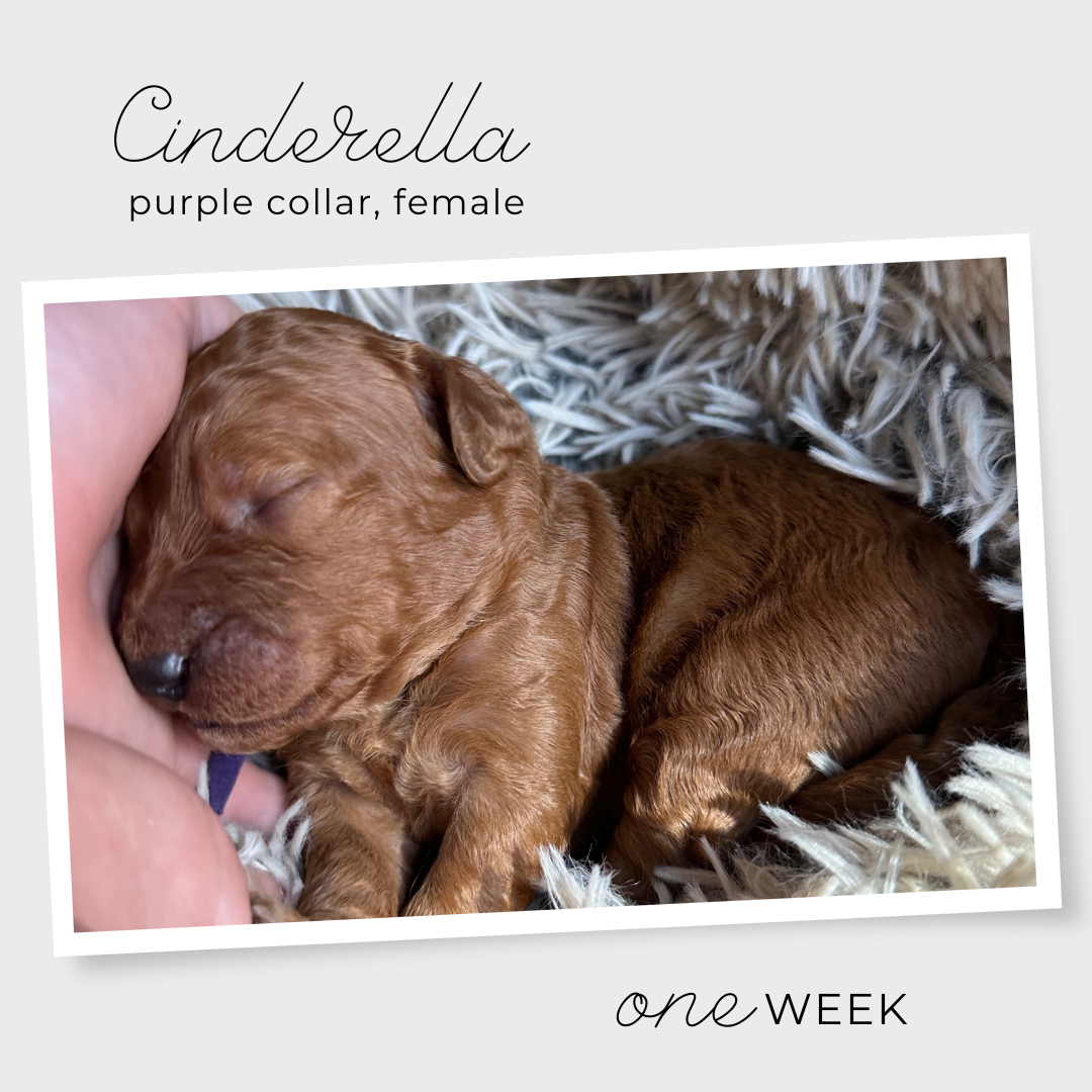 Cinderella The Pumpkin Litter - 6.png