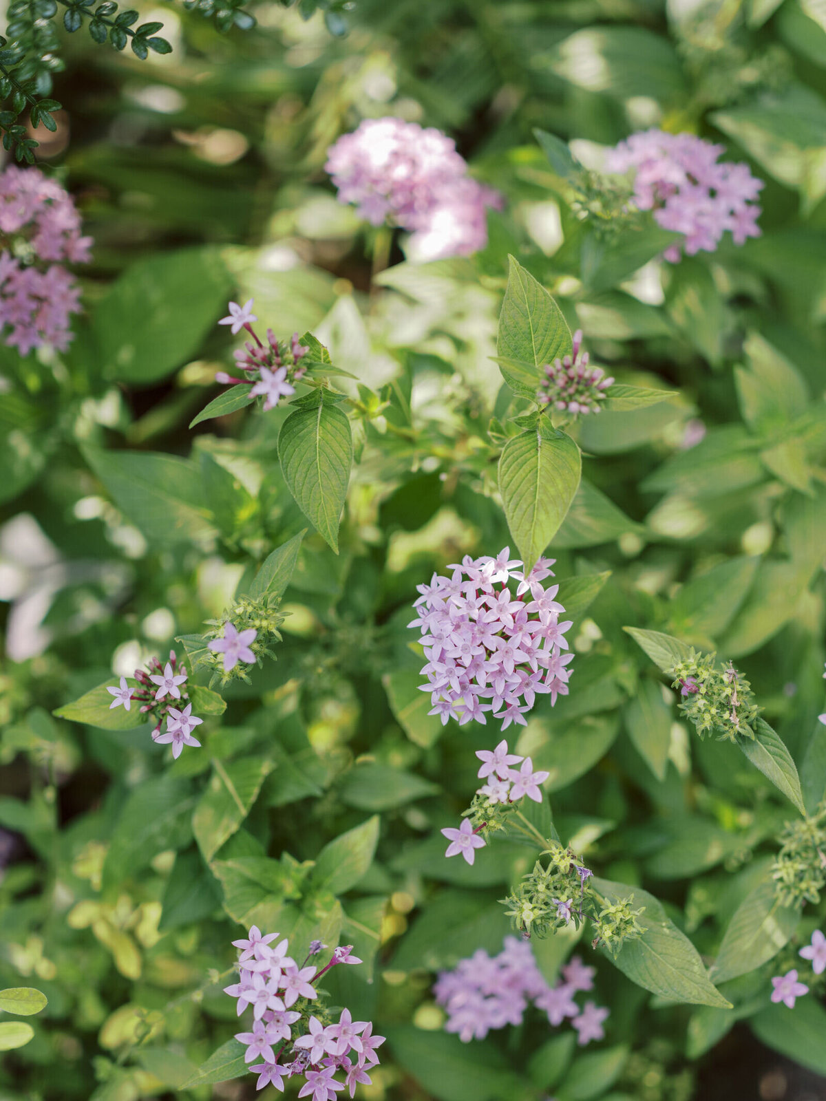 vizcaya-engagement-pink-flowers-close-up