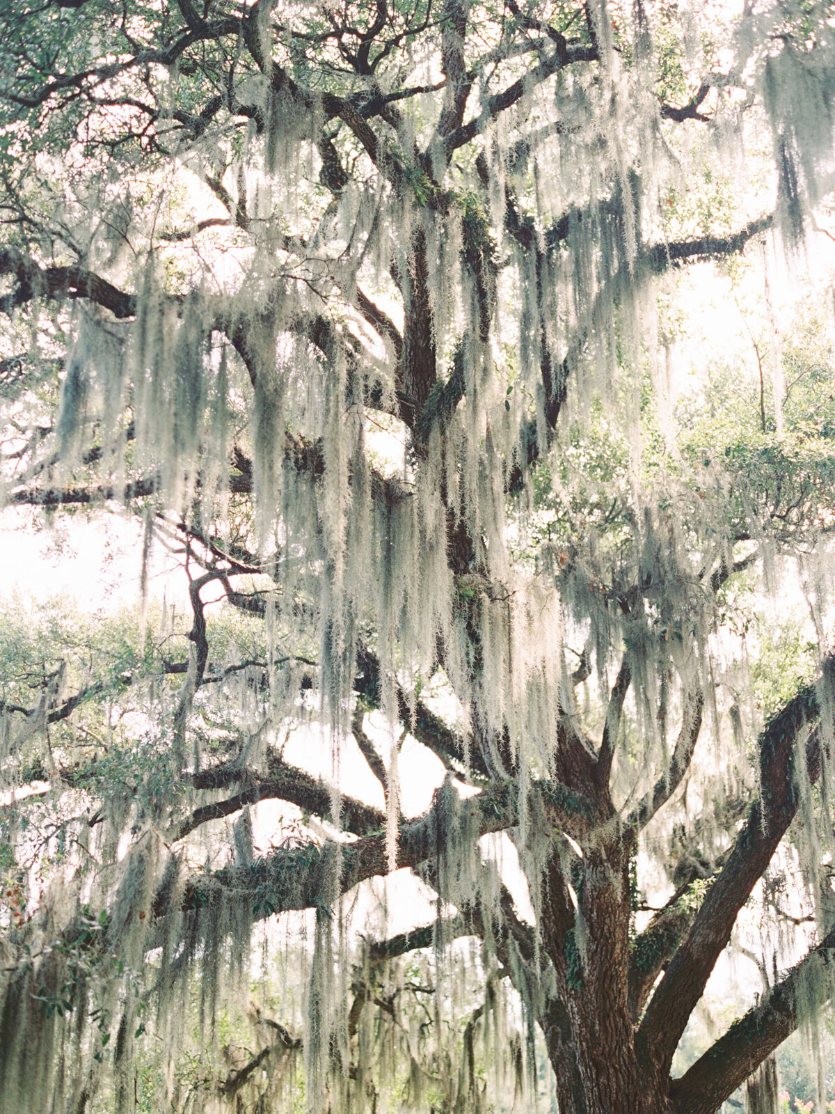 130-Spanish Moss Fine Art Photography