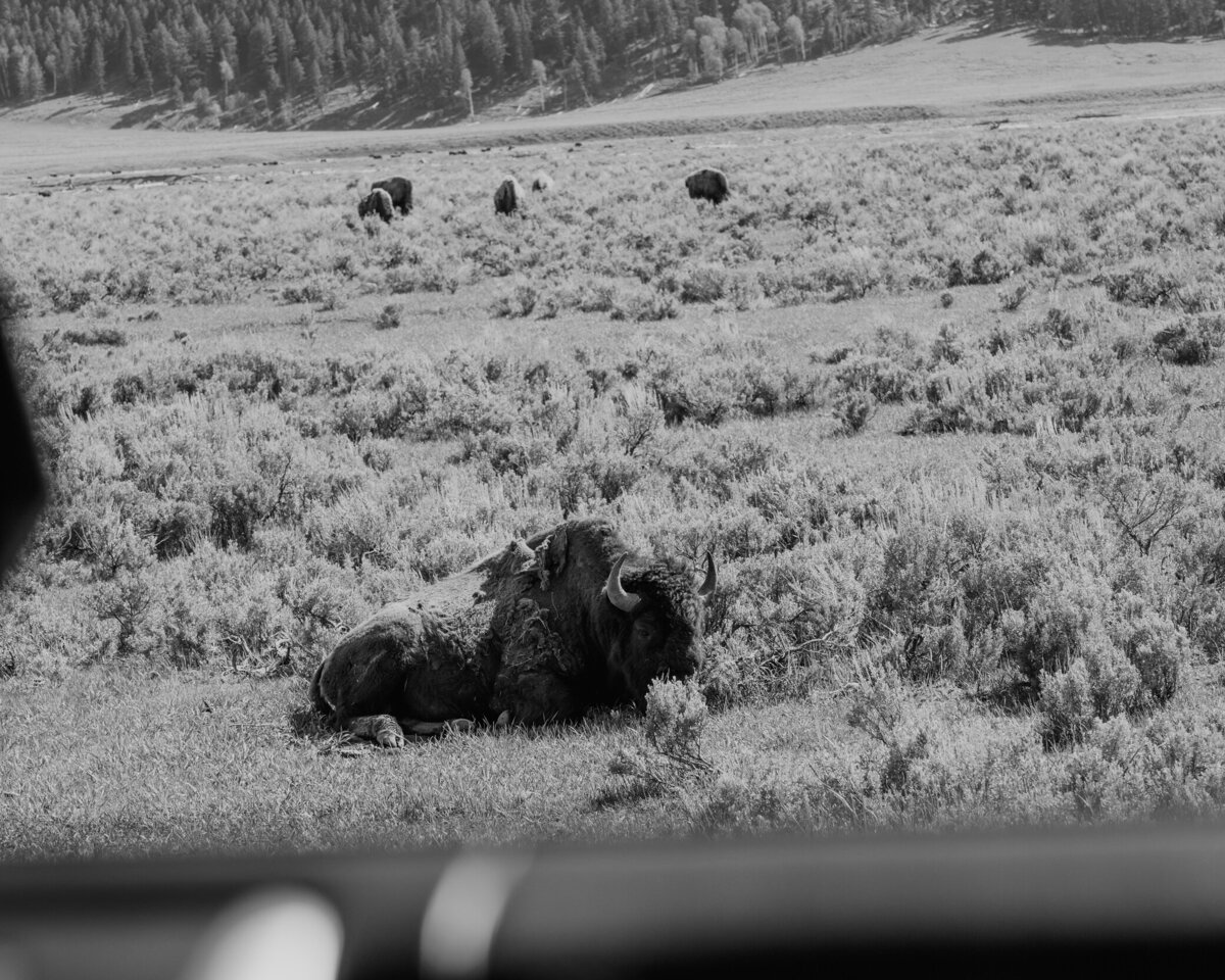 Yellowstone Number One Wedding Photographer -3