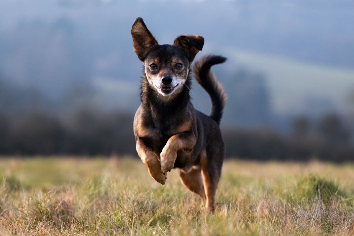 Hund-in-Bewegung-Bild-Wiese-Hundefotografin-Heidelberg