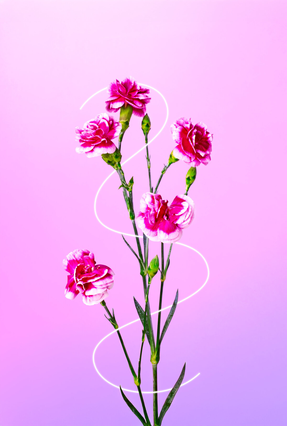 Branche de fleurs roses photographiée sur fond violet pastel, avec un tracé lumineux délicat. Photo florale colorée et féminine – Studio Helloday.