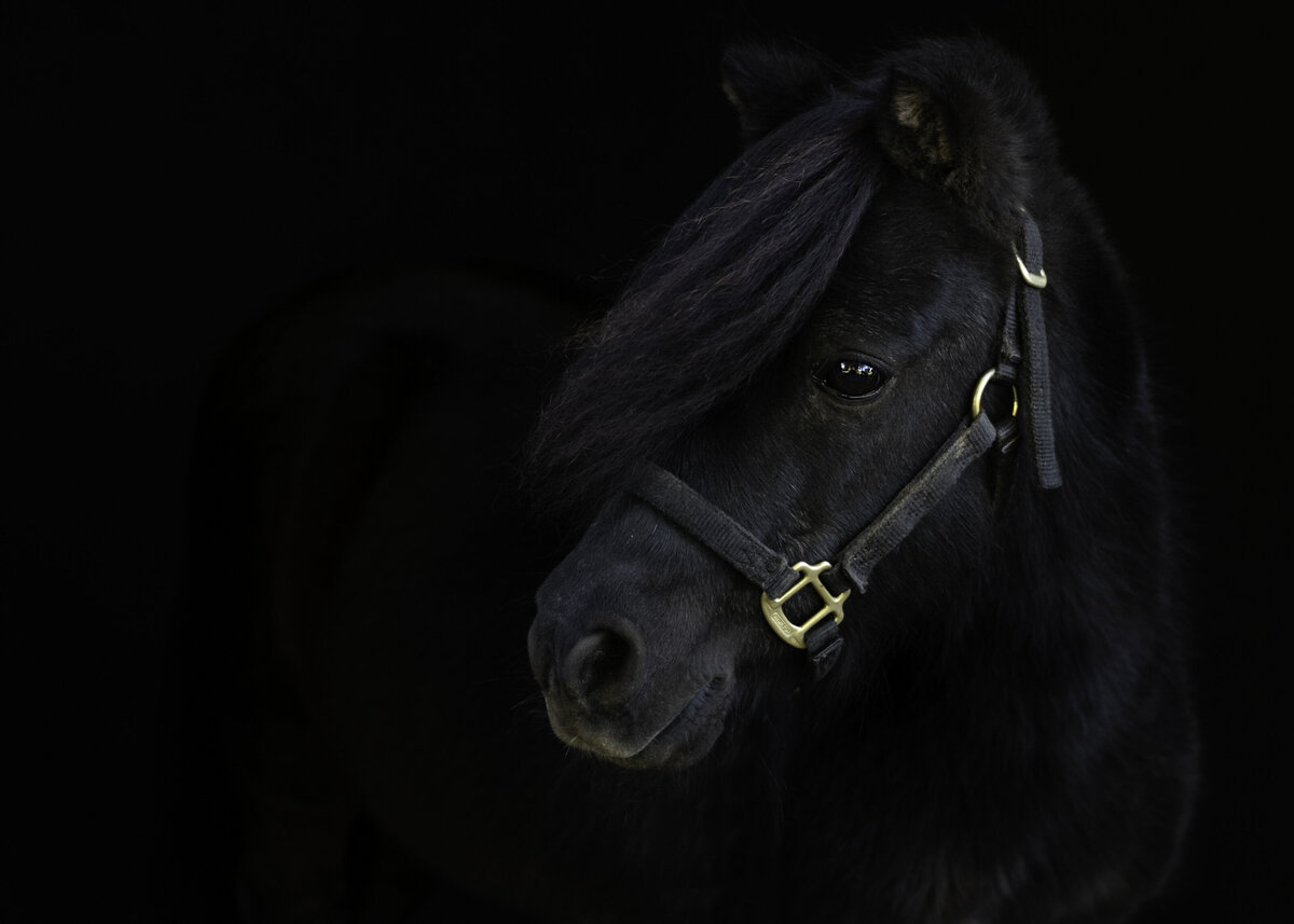 Horses-CT-124-Edit