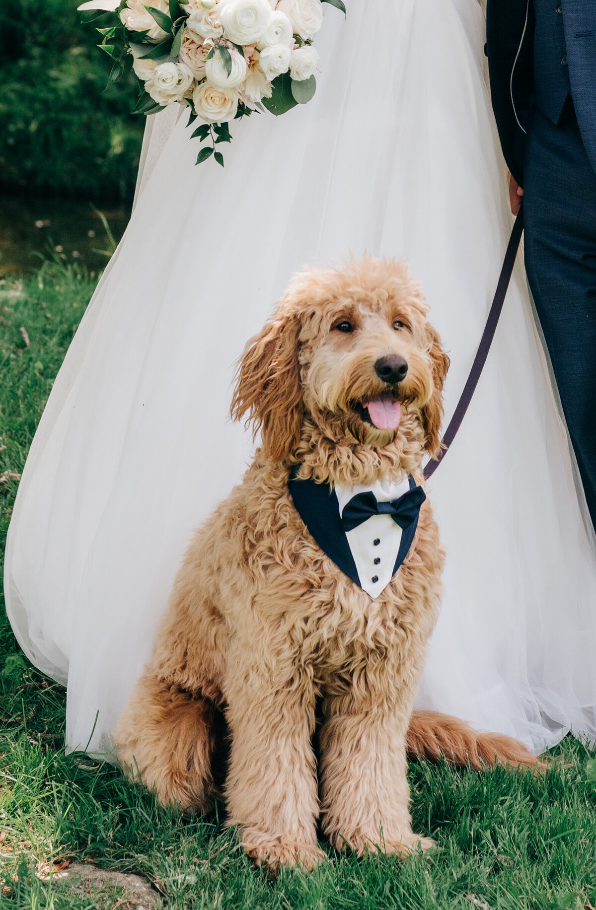 Dog dressed in tuxedo for wedding portraits photographed by Nova Markina