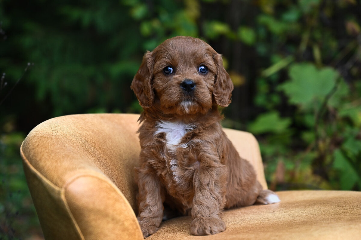 Heavenly Puppies to Love Cavapoo, Cockapoo, and Maltipoo Puppies Photo Oct 23 2023, 2 48 14 PM85