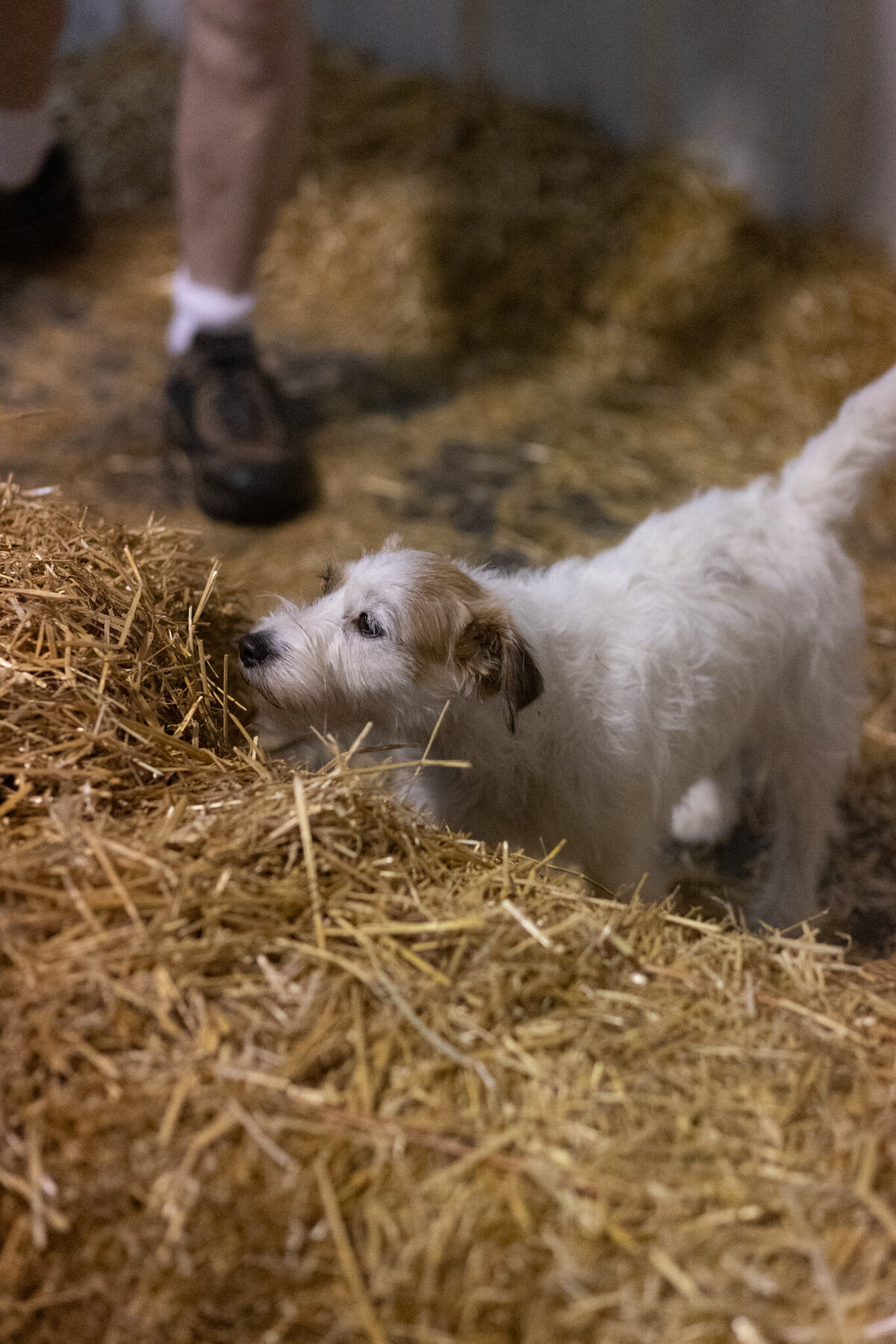June2024–BarnHunt–K9AthletesSportsAcademy-175