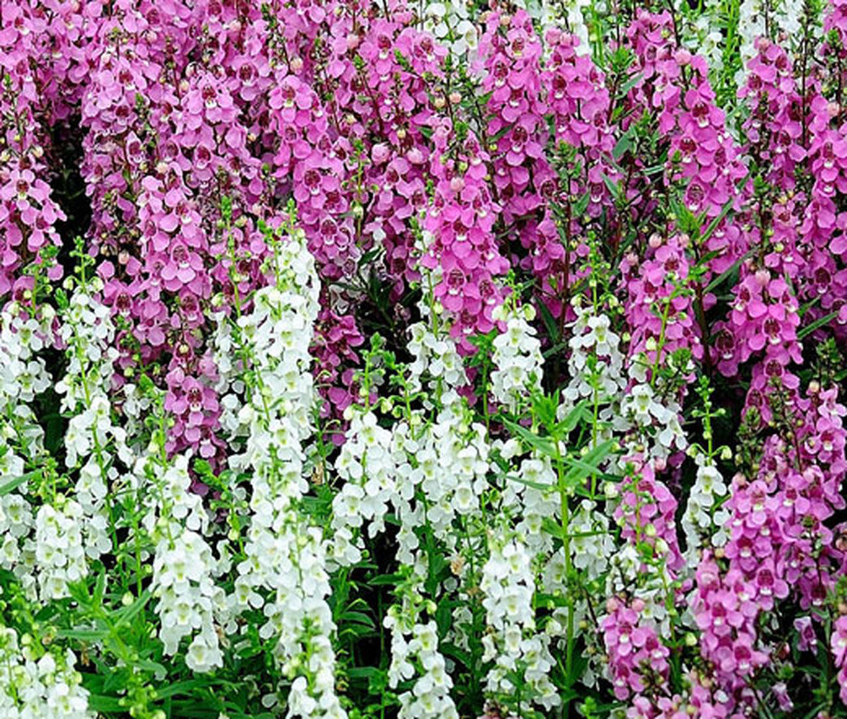 Angelonia_Serena_Mix_Seeds_Angelonia_Angustifolia__84771.1446661689