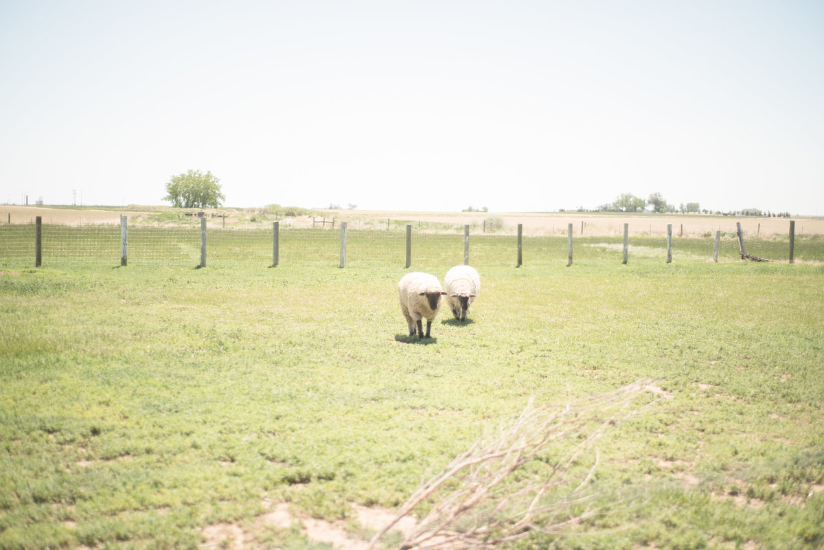 denverweddingphotographer-63