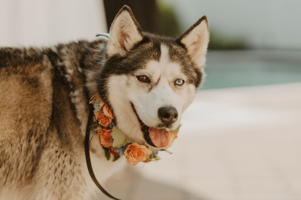 A husky wearing a flower collar for a backyard wedding in New Jersey