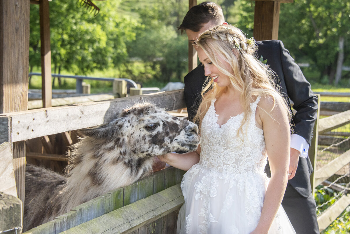 Couple with alpaca at Claxton Farm wedding