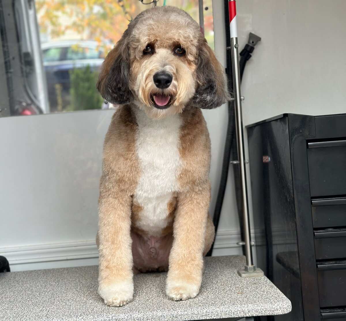 PupScoutsMobileGrooming