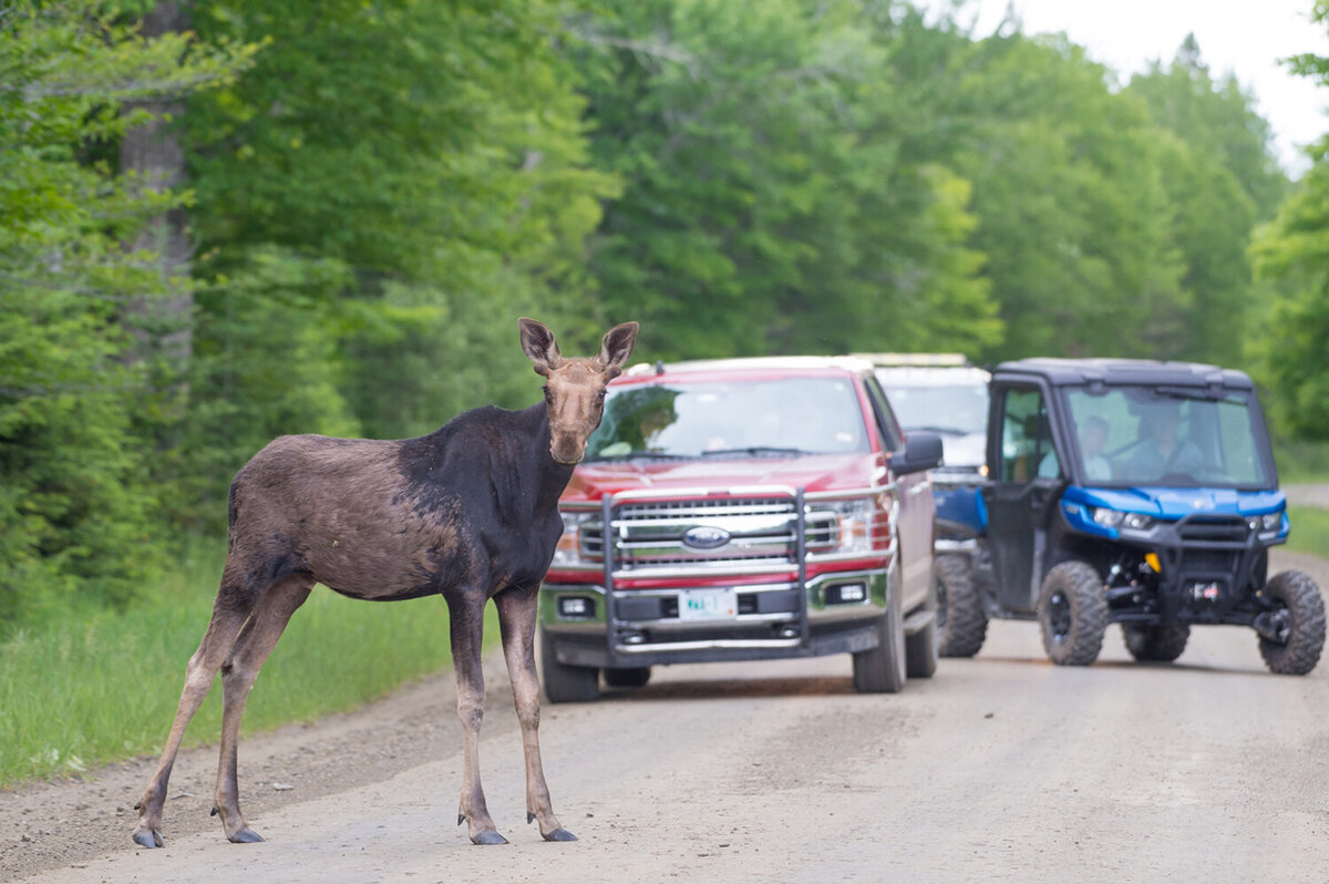 Traffic Jam in the North Woods