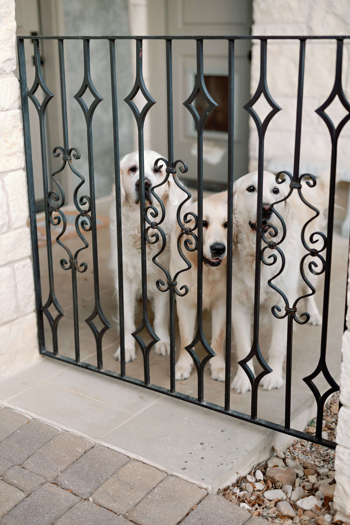 three golden dogs