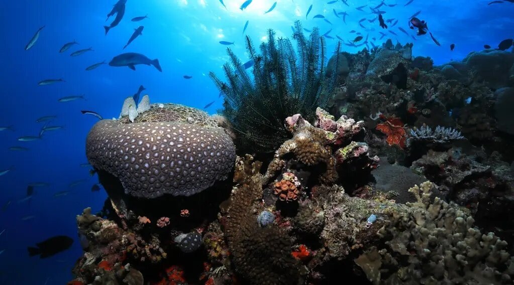 Silversea Grt Barrier Reef