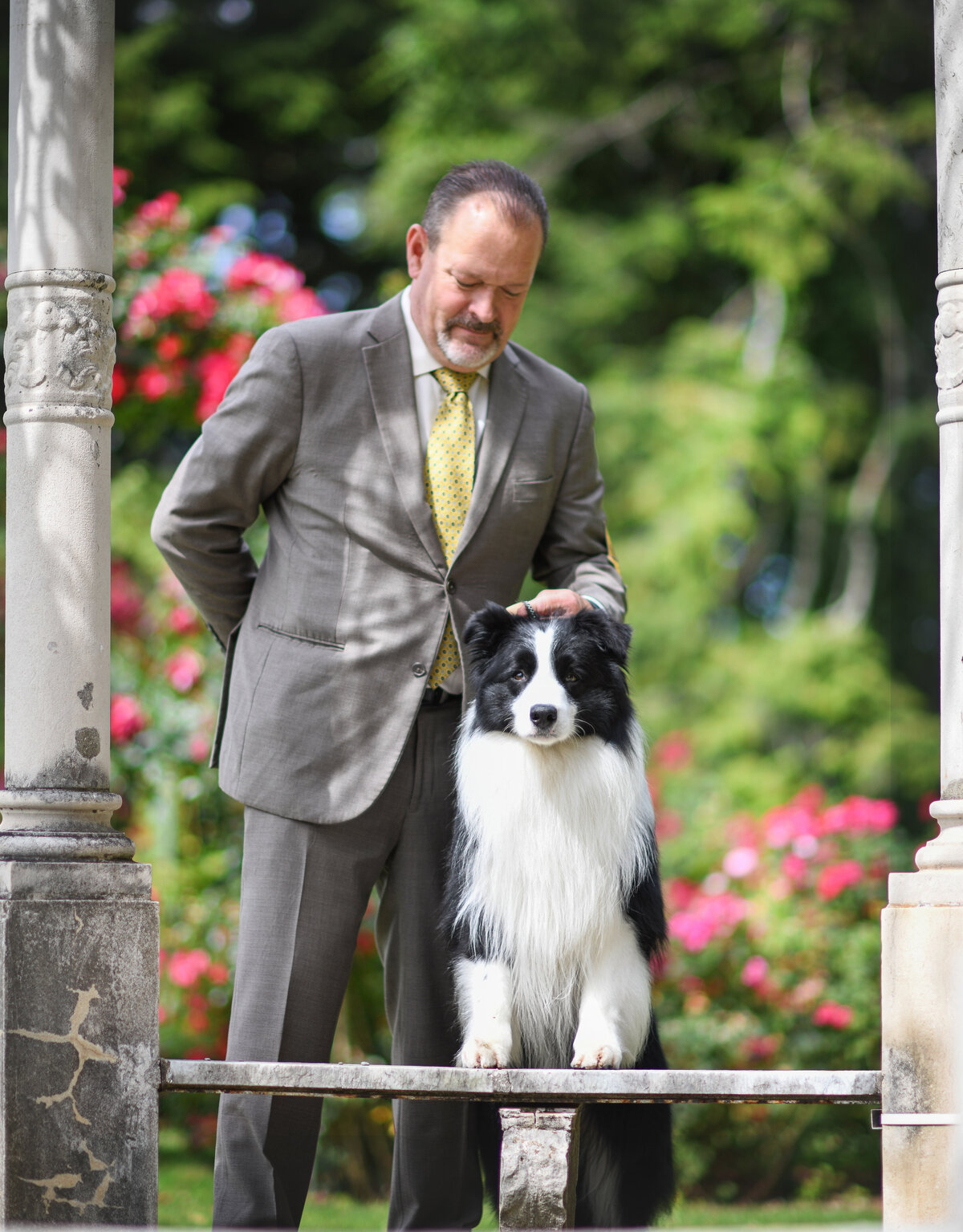 david&bordercollie