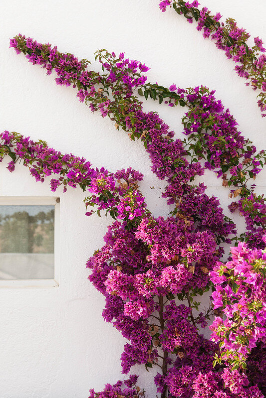 52474247109_fee6ed1bc0_c