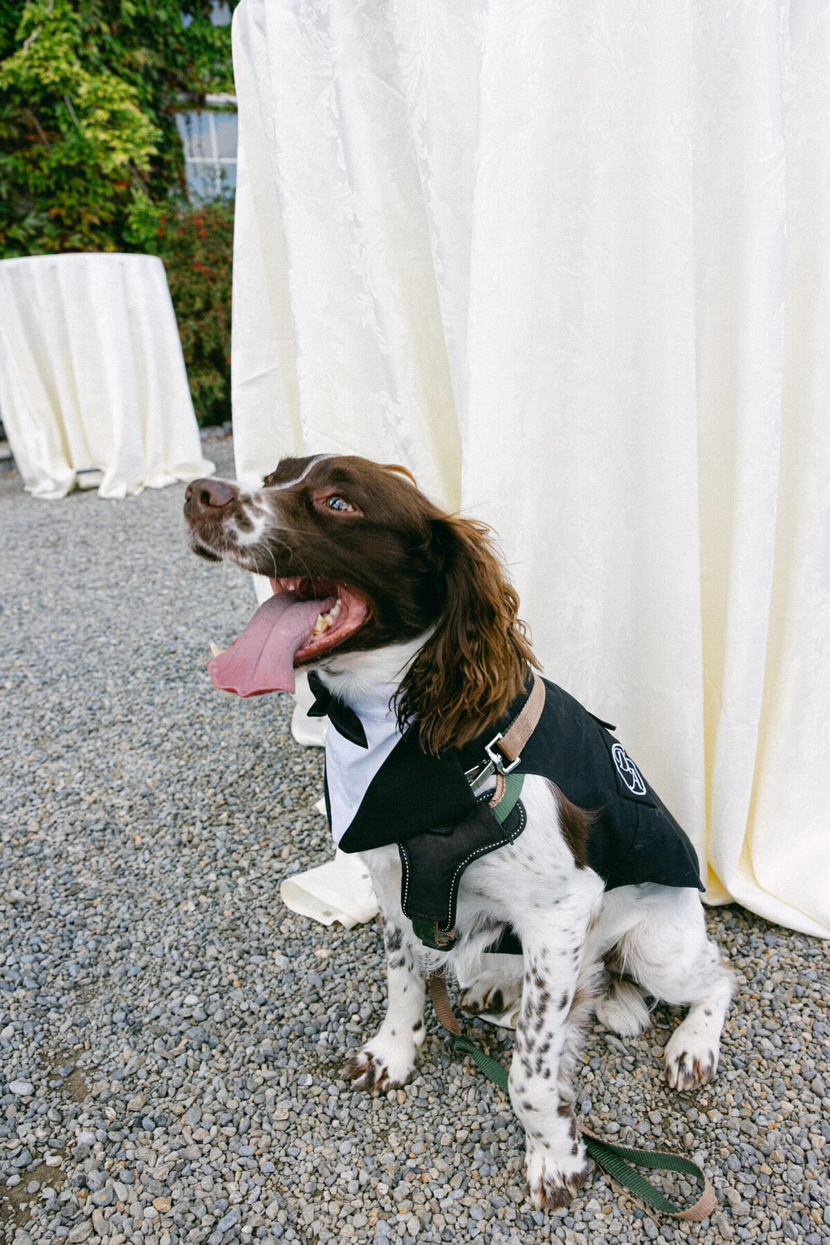 A wedding photo of the couples dog at Luttrellstown Castle