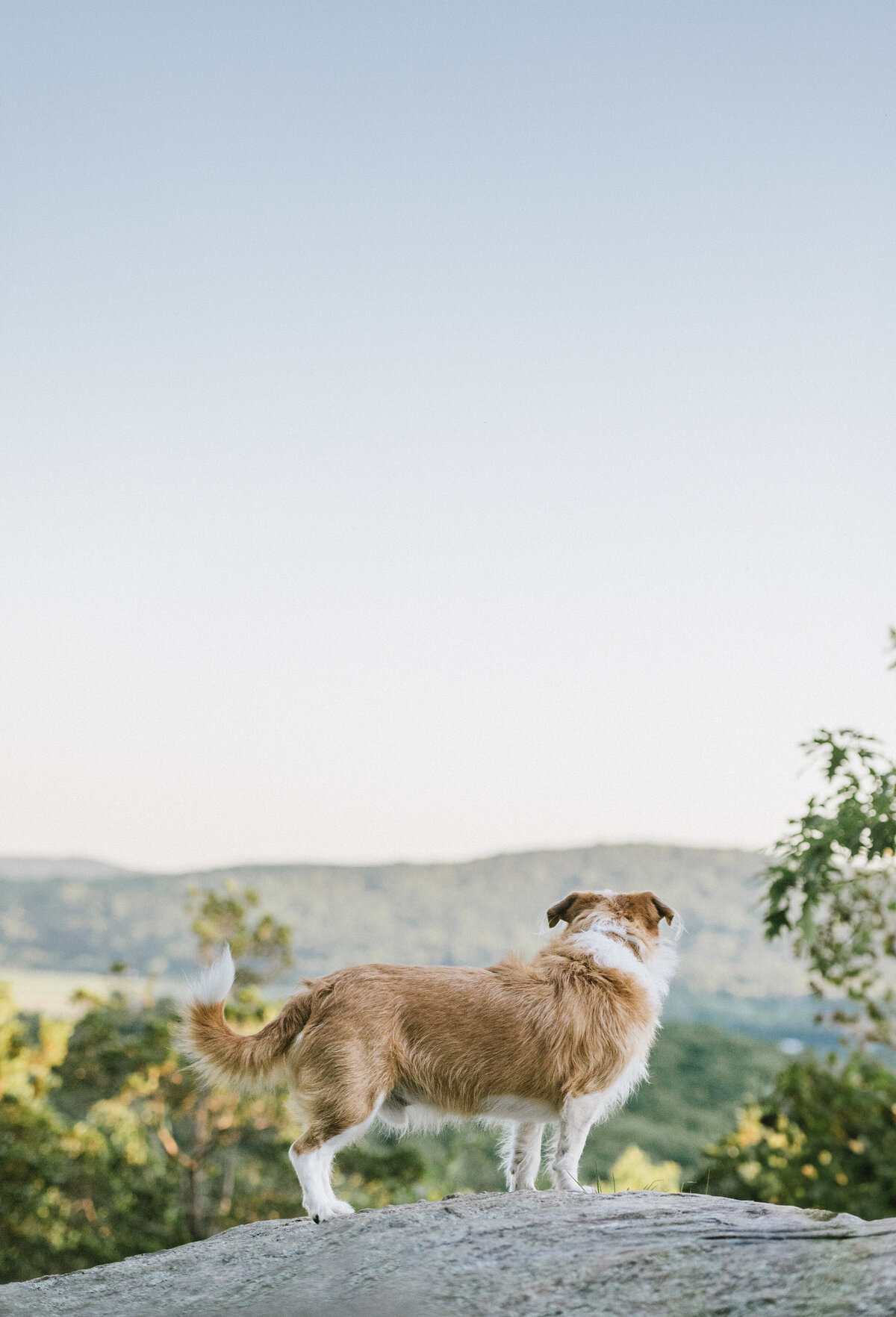 corgi-mix-dog-photographer-nj