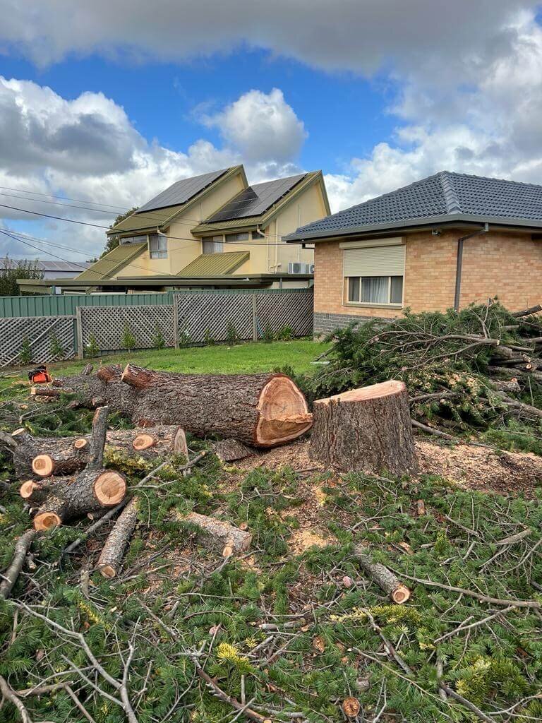 Evergreen Tree Services SA-Tree Removal-004