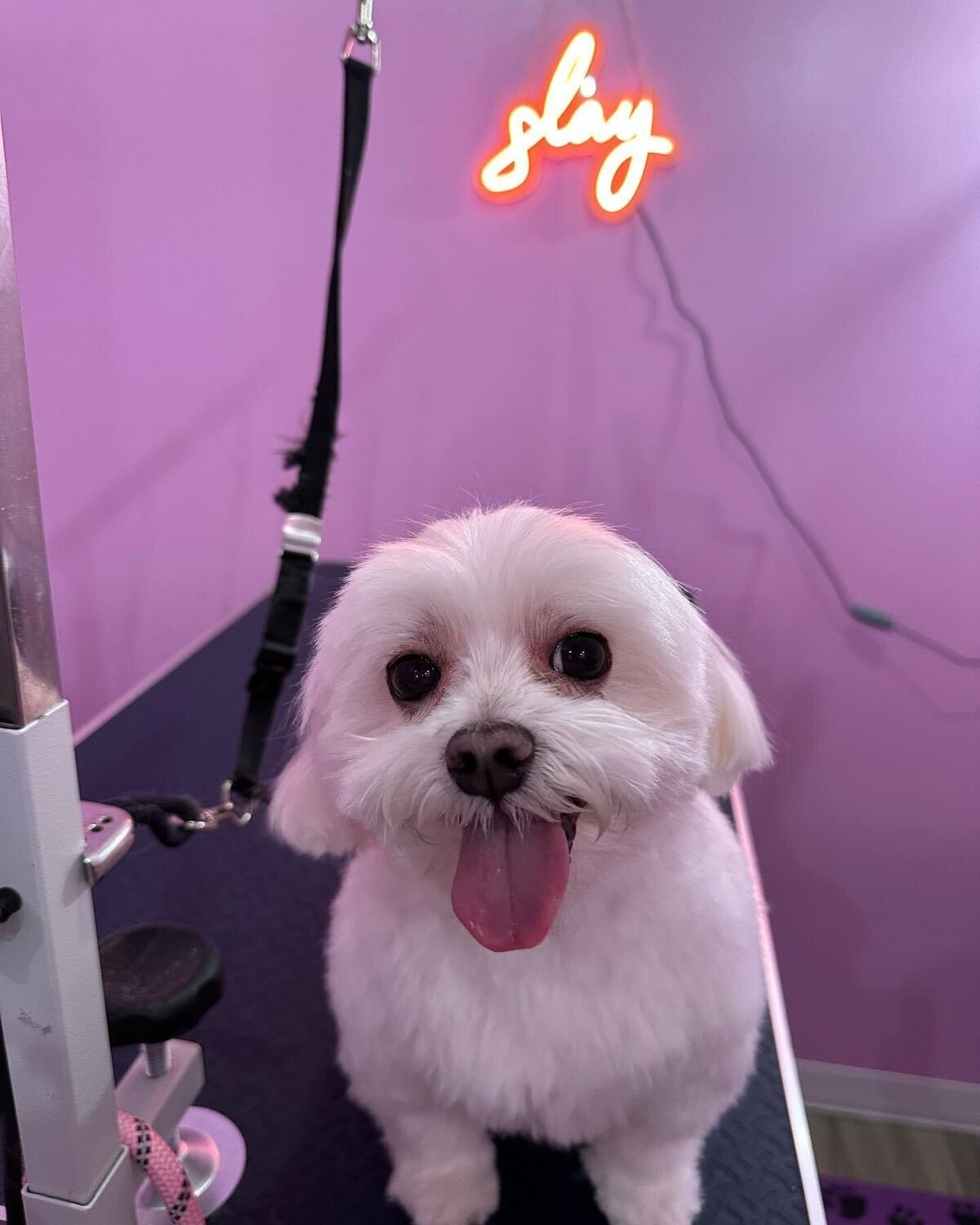 Top rated groomers