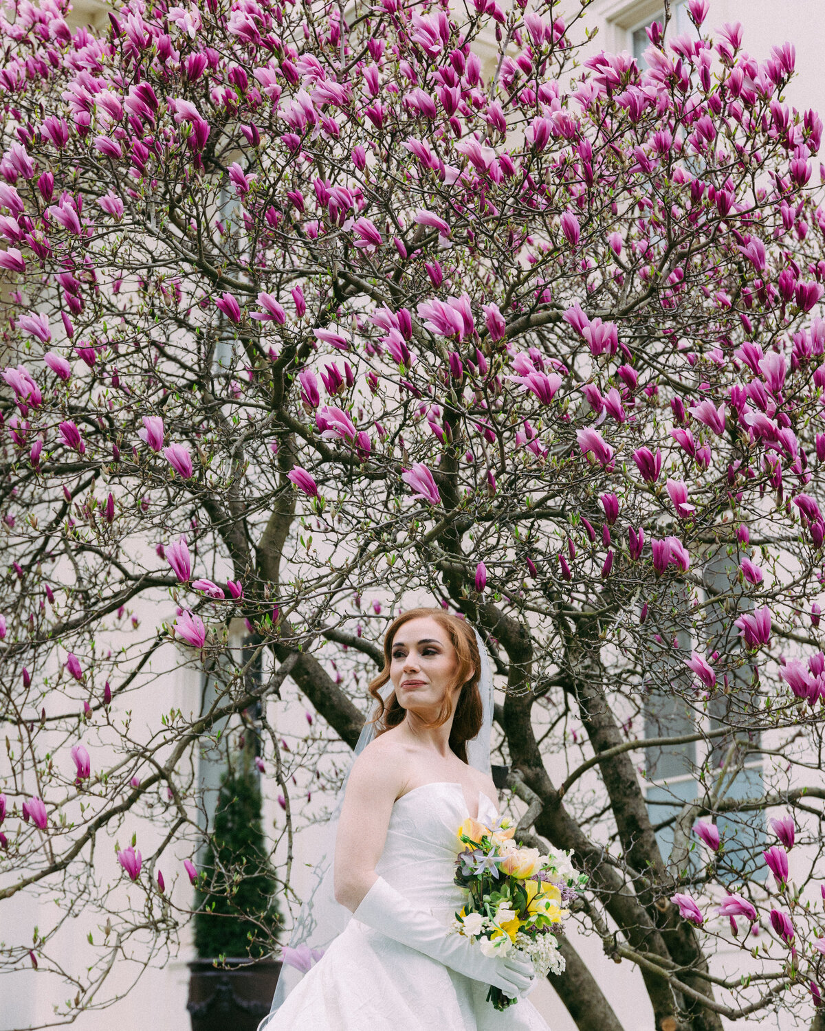 A bride in front of a cherry blossom tree at Wadsworth Mansion in Connecticut.