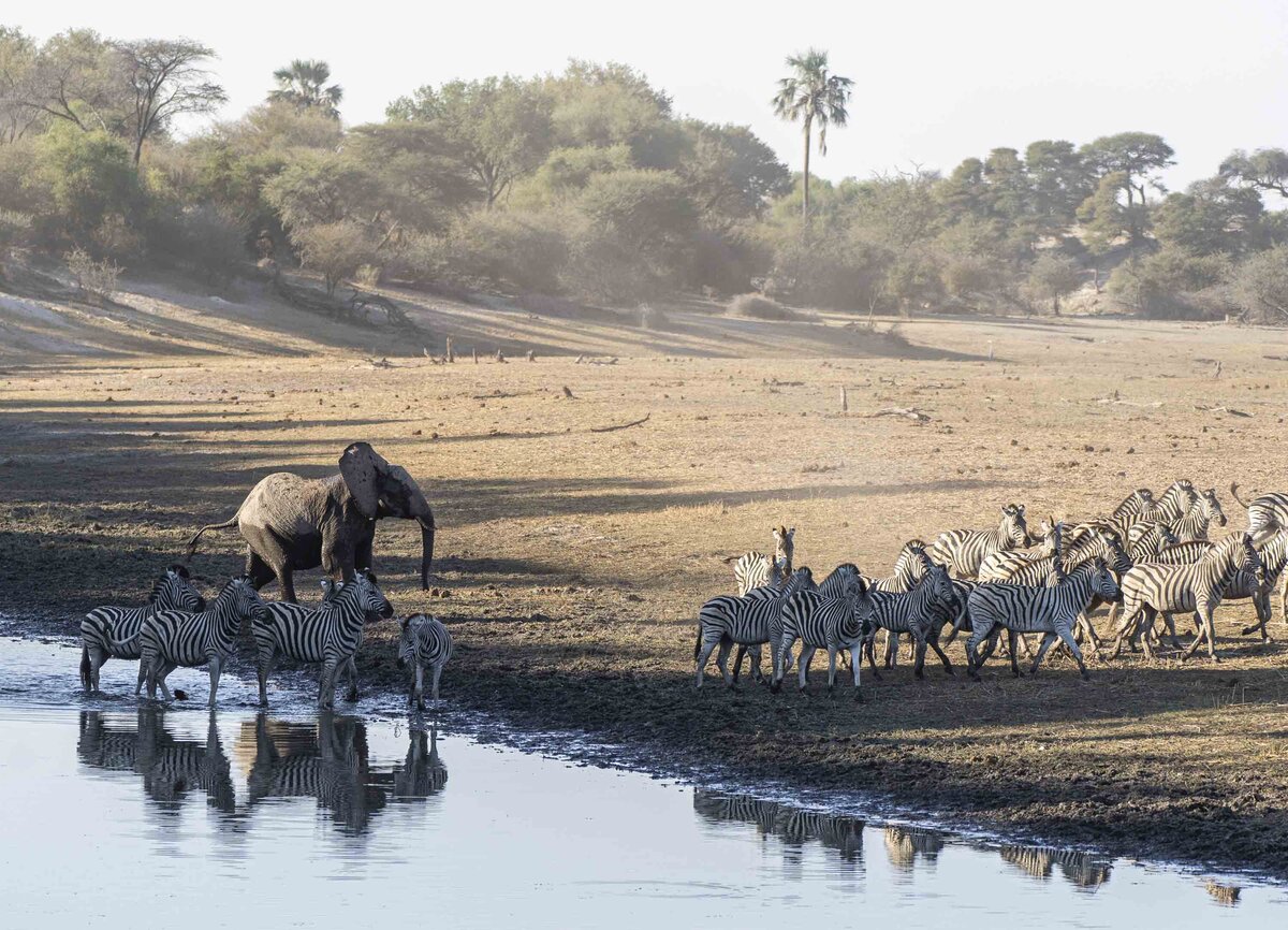 Leroo La Tau _ Boteti River & Makgadikgadi Pans National Park Zebra Migration_By Stephanie Vermillion(4)