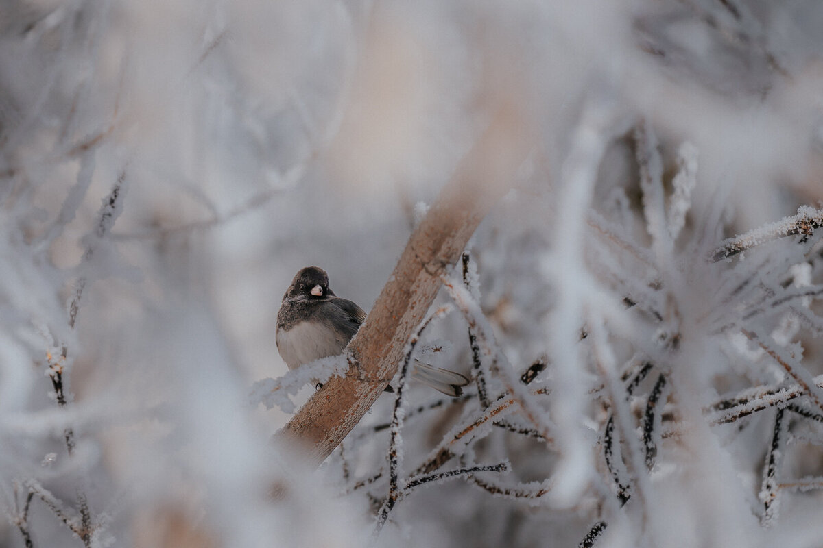 EDP Wildlife-221110-061