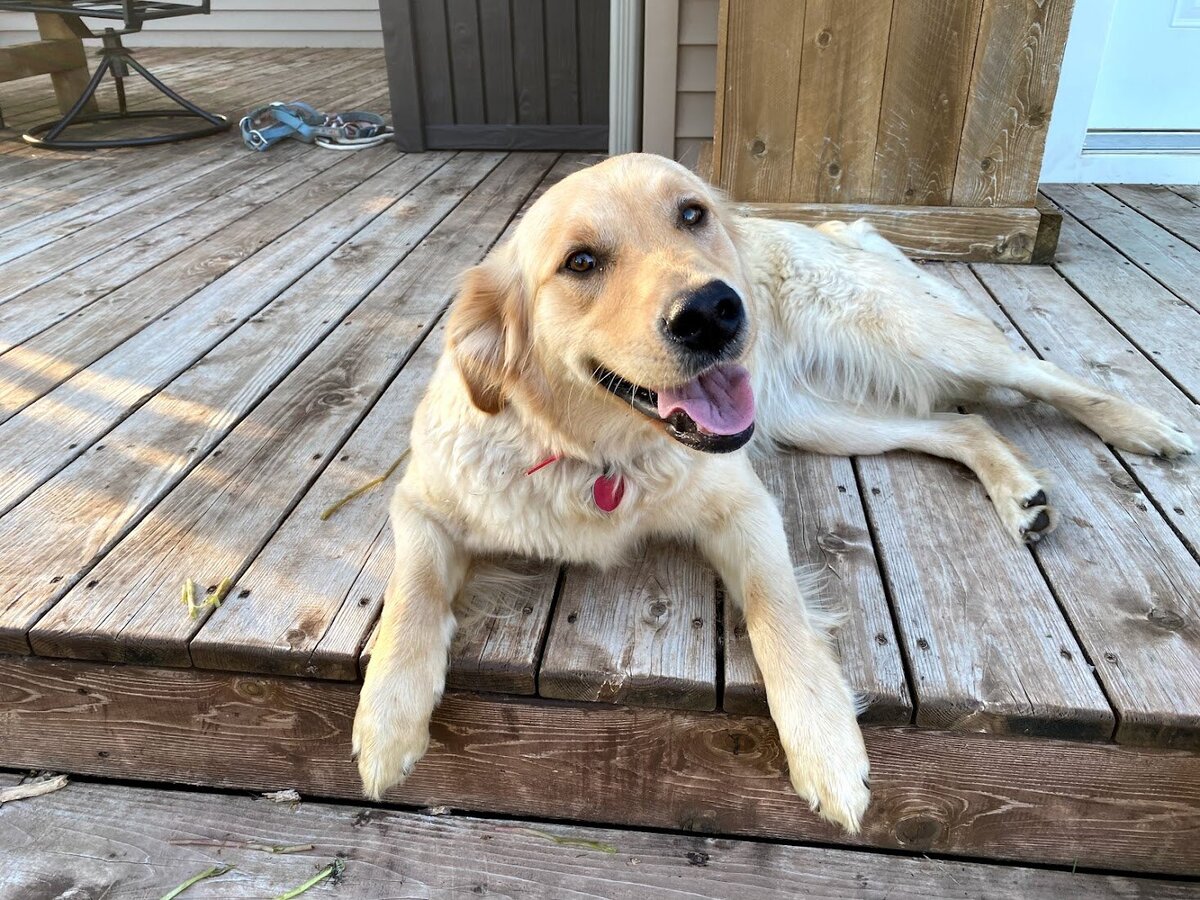 Appelgate-golden-retriever-puppies-Emmie-6