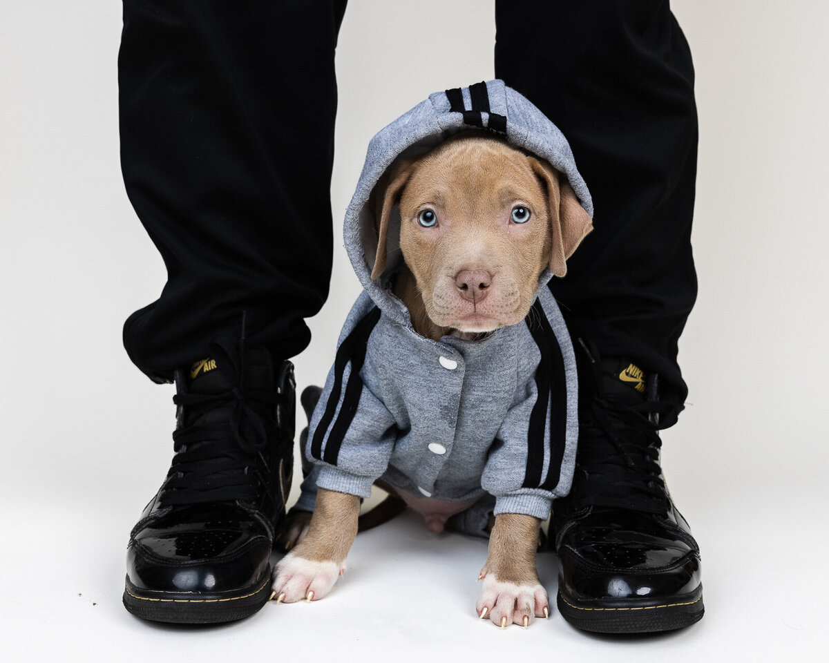 Kaori Stewart_Studio Dog Portrait_31