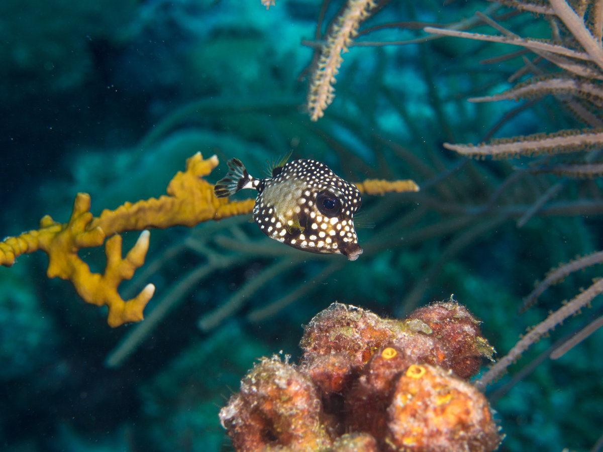 Barbados_2017_1074