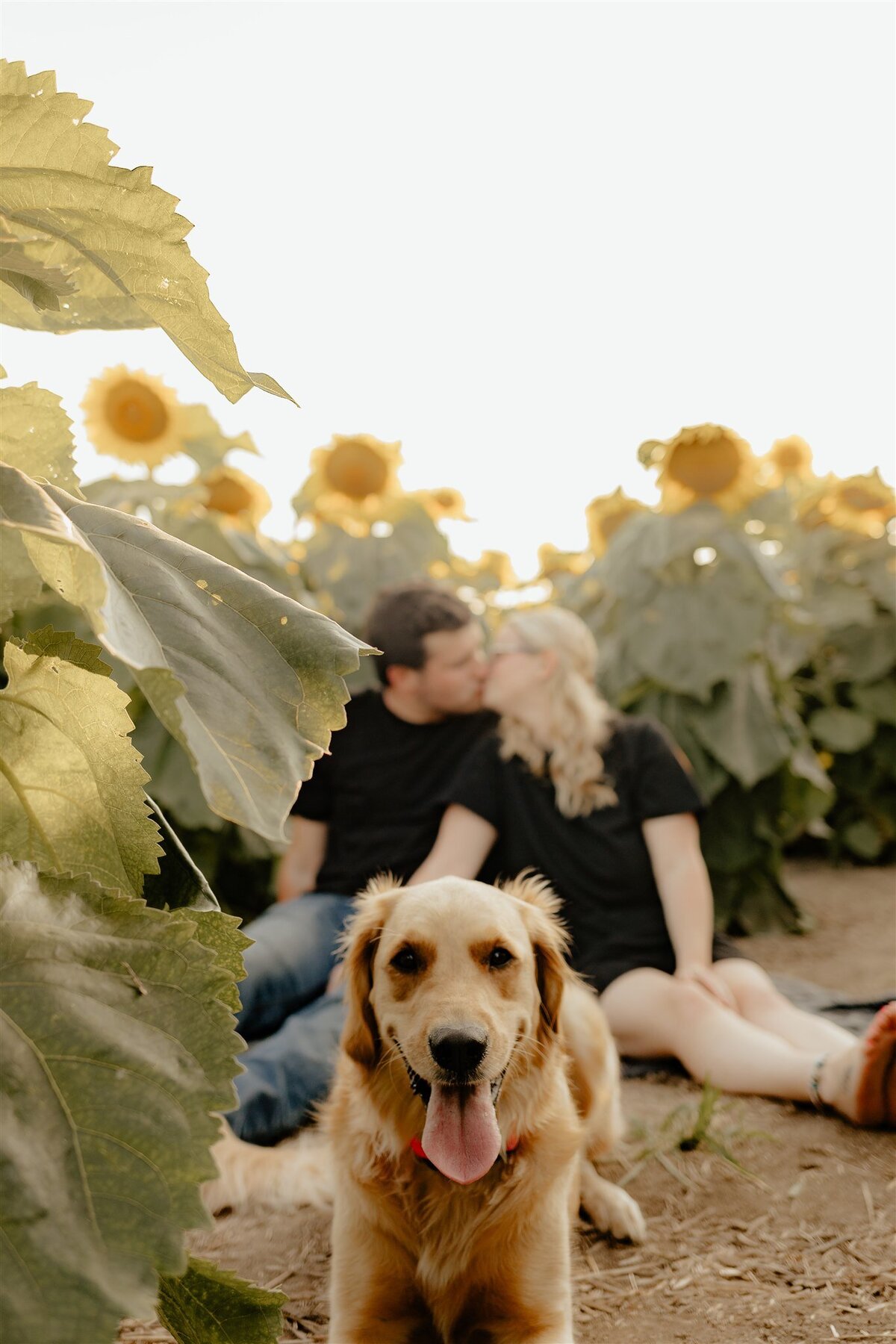 Yvette_Branden_Addy_Sunflower-198