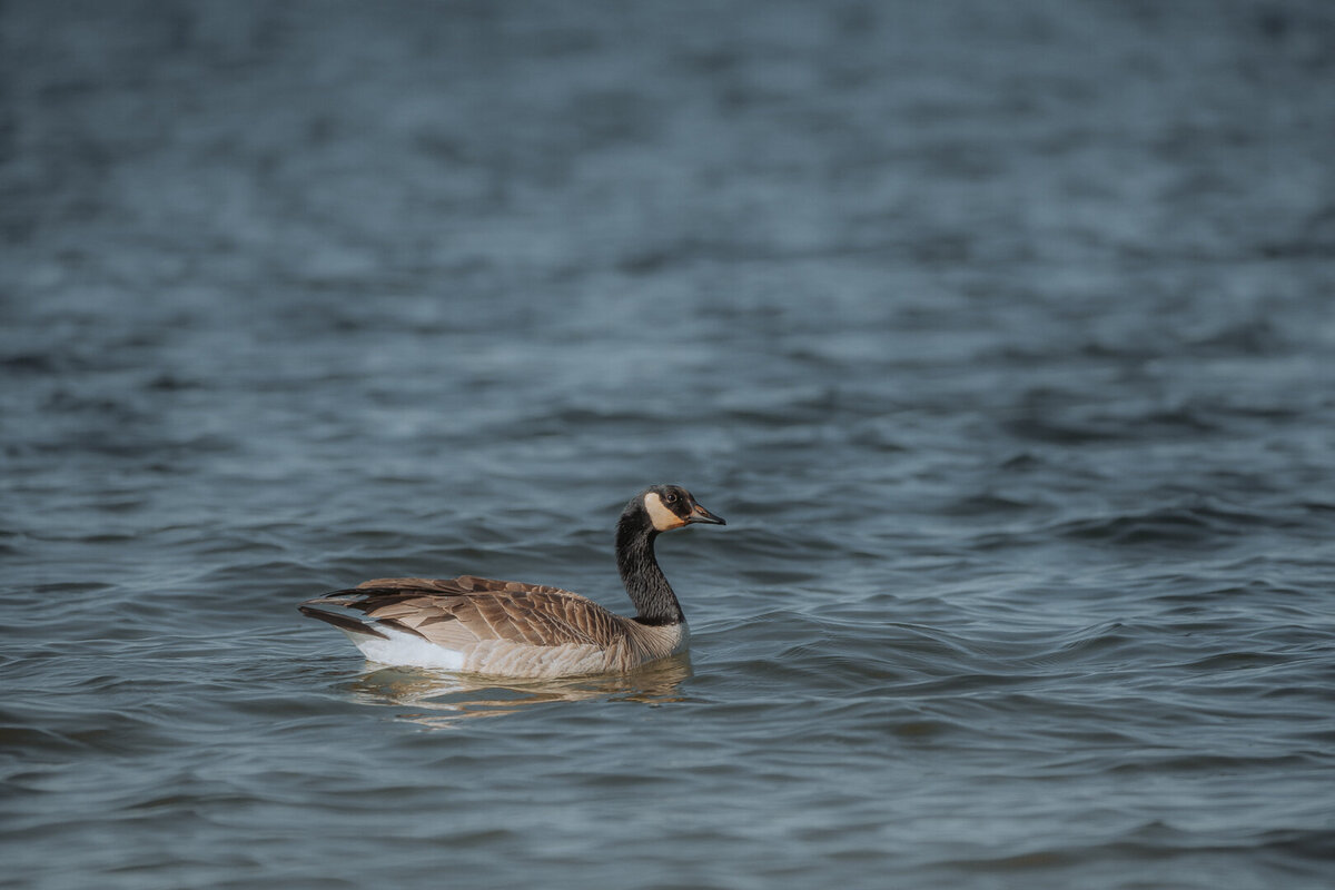 EDP Wildlife-230502-040