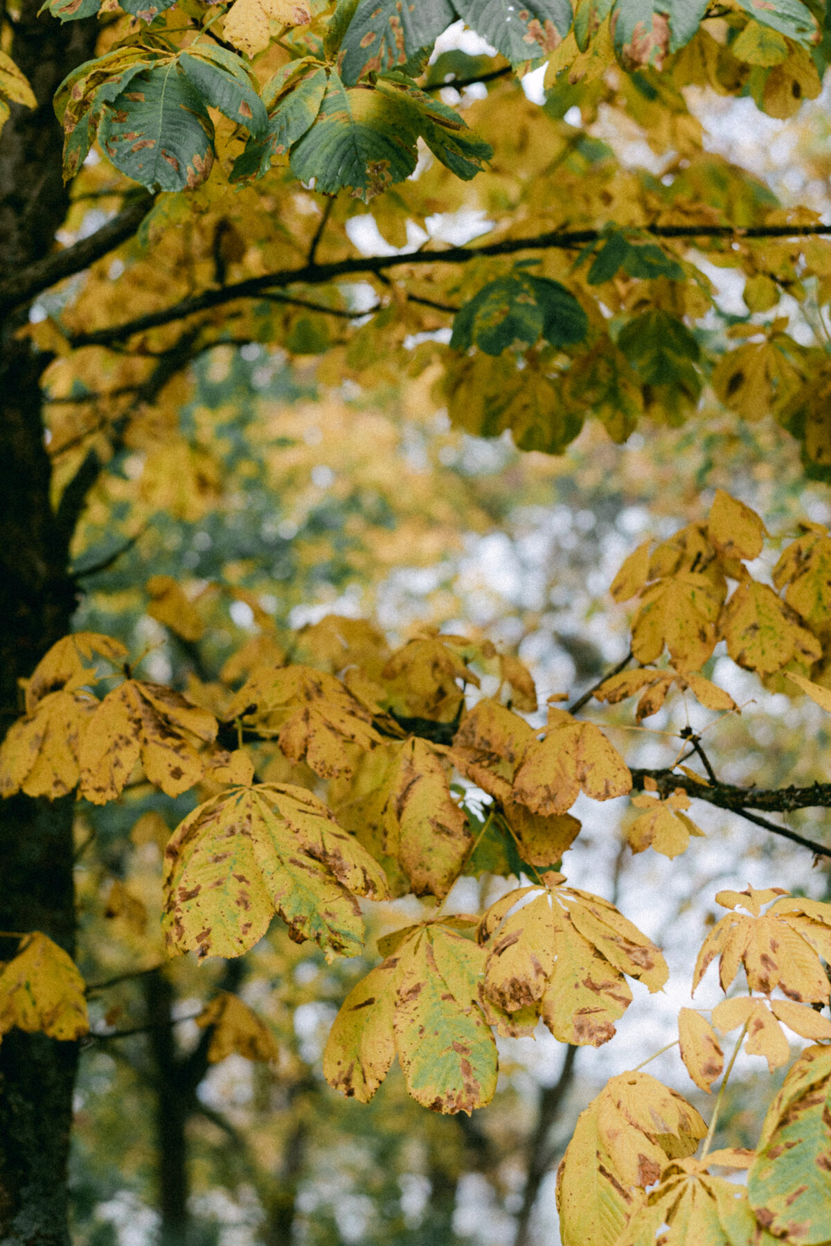 Autumn trees and colours in Oitbacka gård