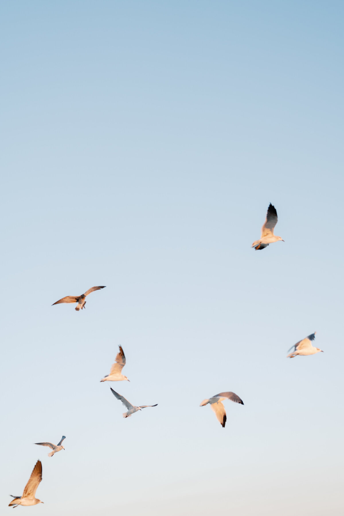 Seagulls flying on the beach