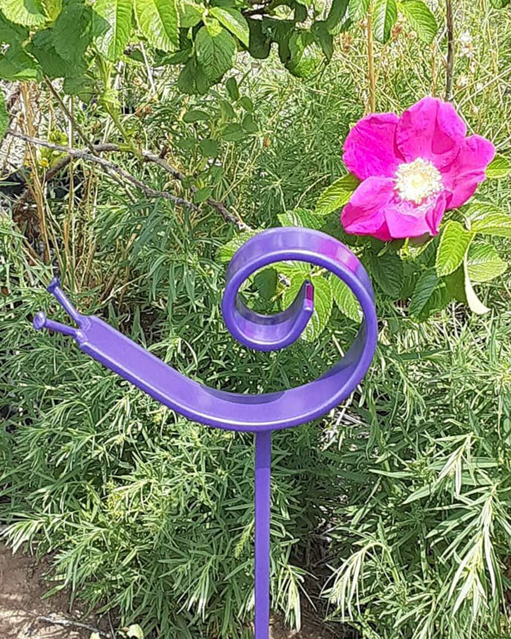 Purple snail_edited