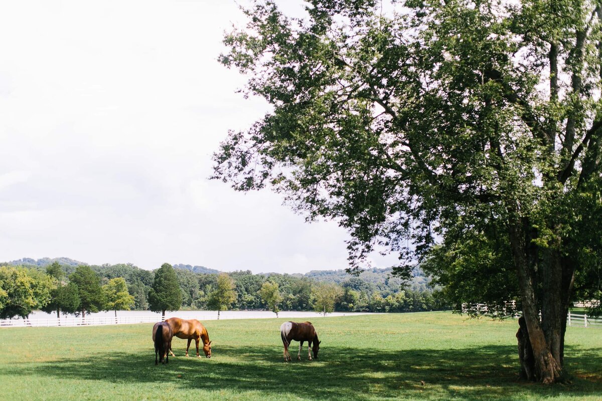 Fionnie_Jacob_Marblegate_Farm_Wedding_Knoxville_Abigail_Malone_Photography-426