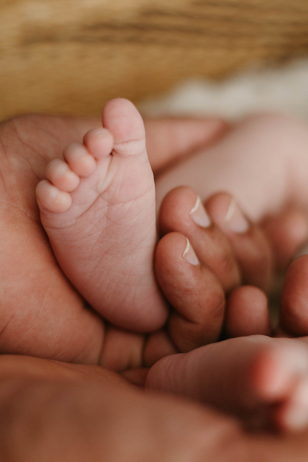 Cairns Newborn Photographer