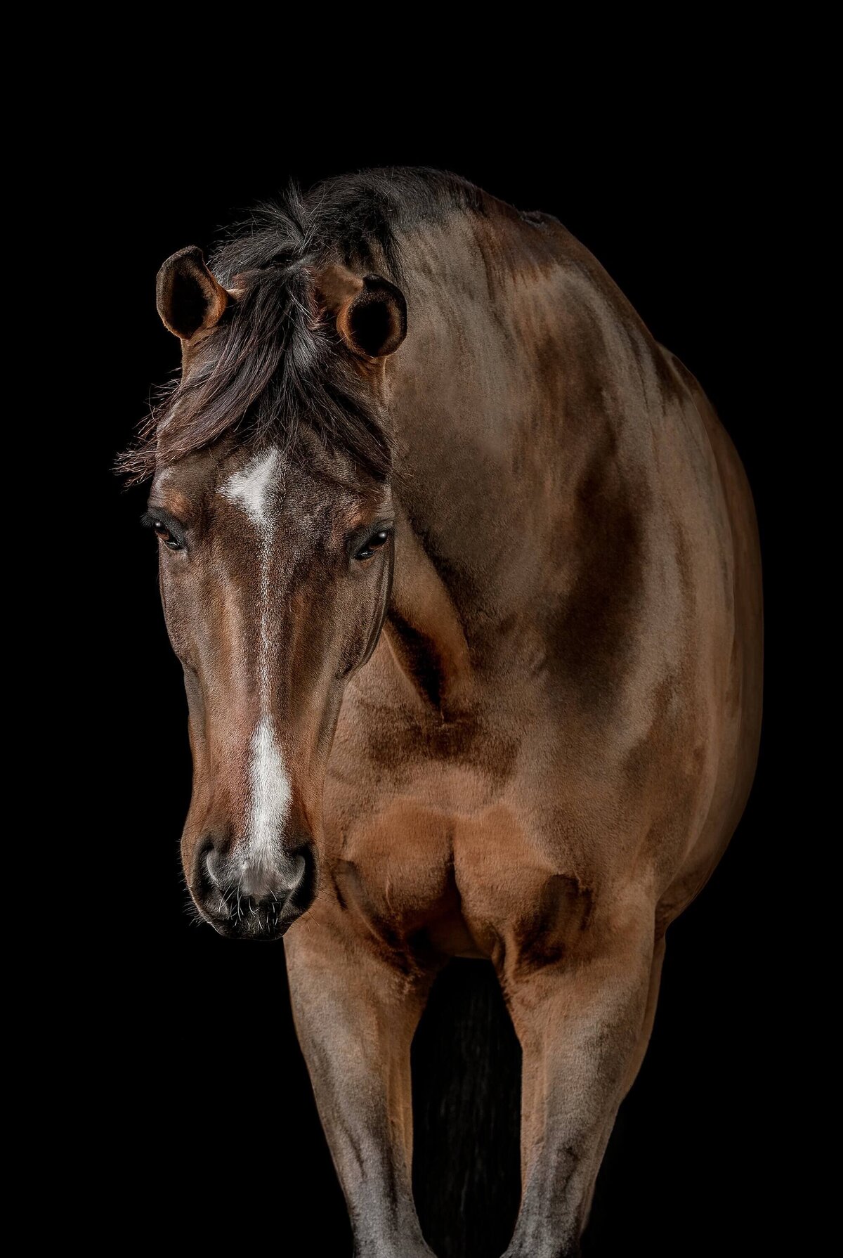 black-background-studio-portraits-horse