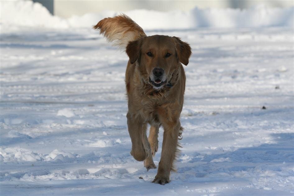 Appelgate-golden-retriever-puppies-Mae-15