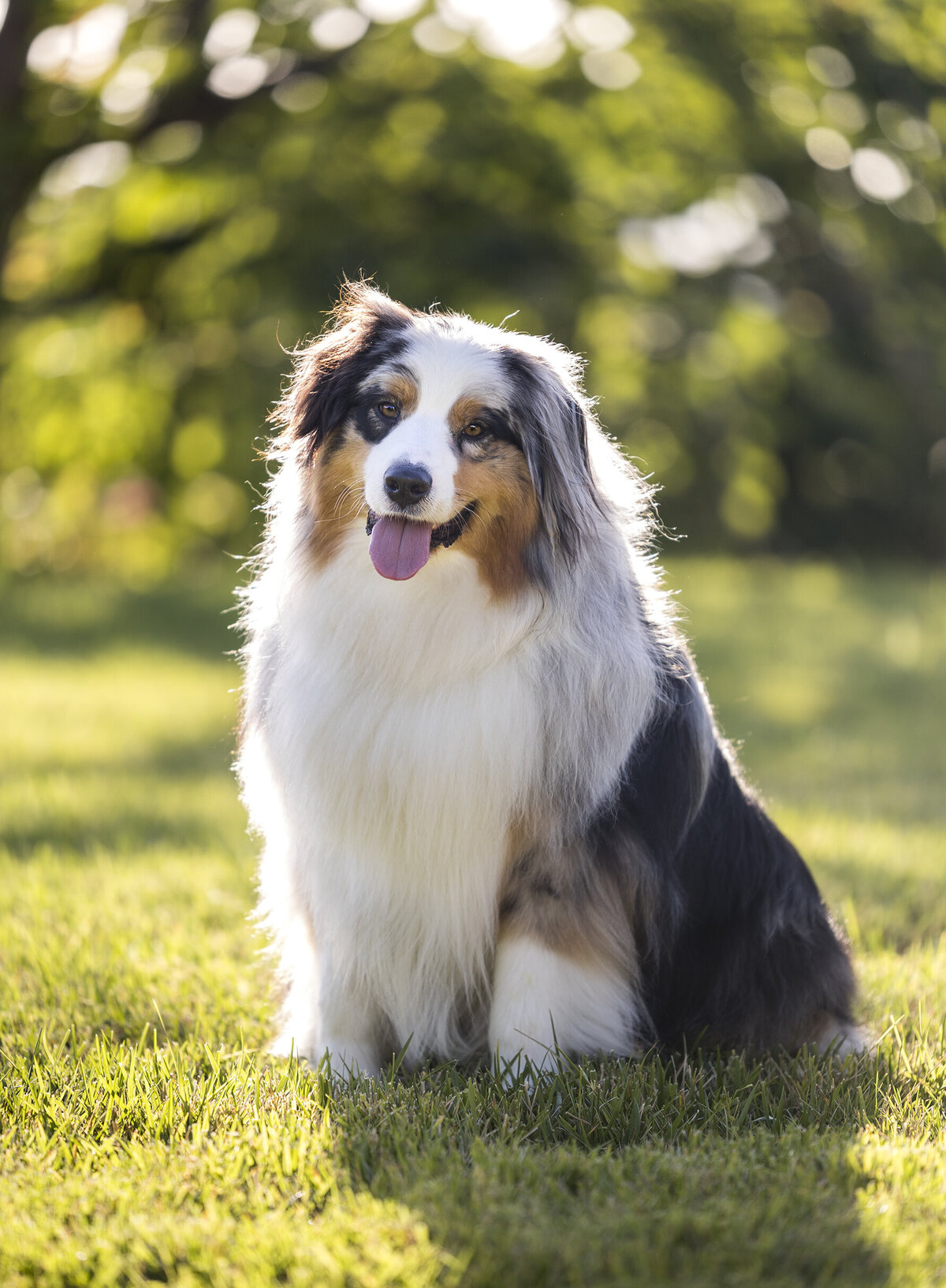 agency pet photographer 1 copy