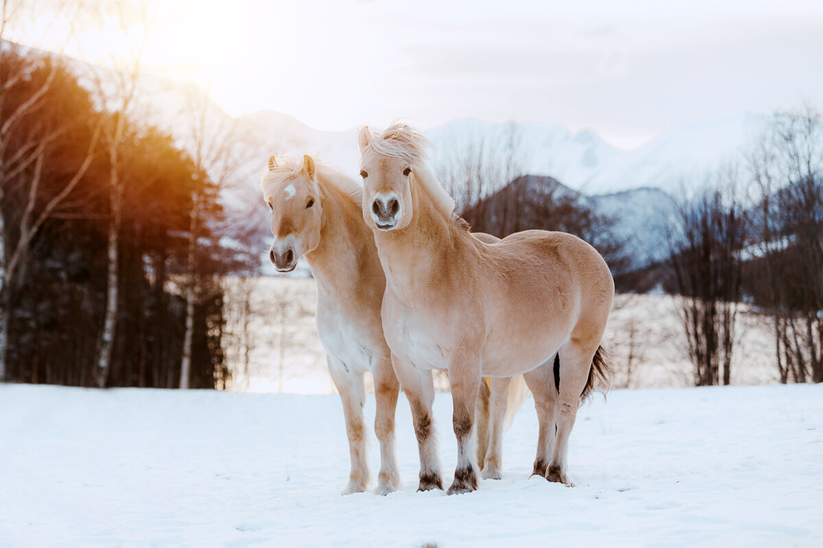 Paarden en honden fotografie Meppel-23