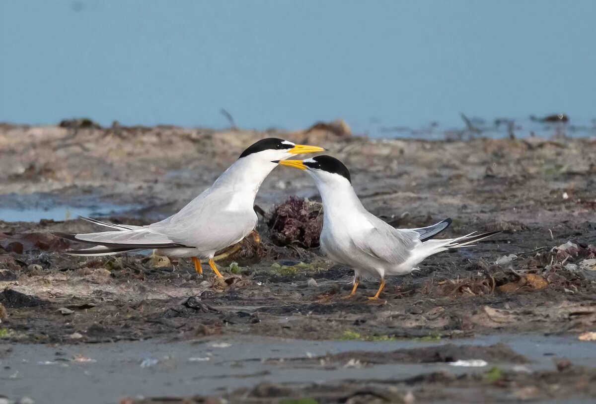 least terns 1.0-D