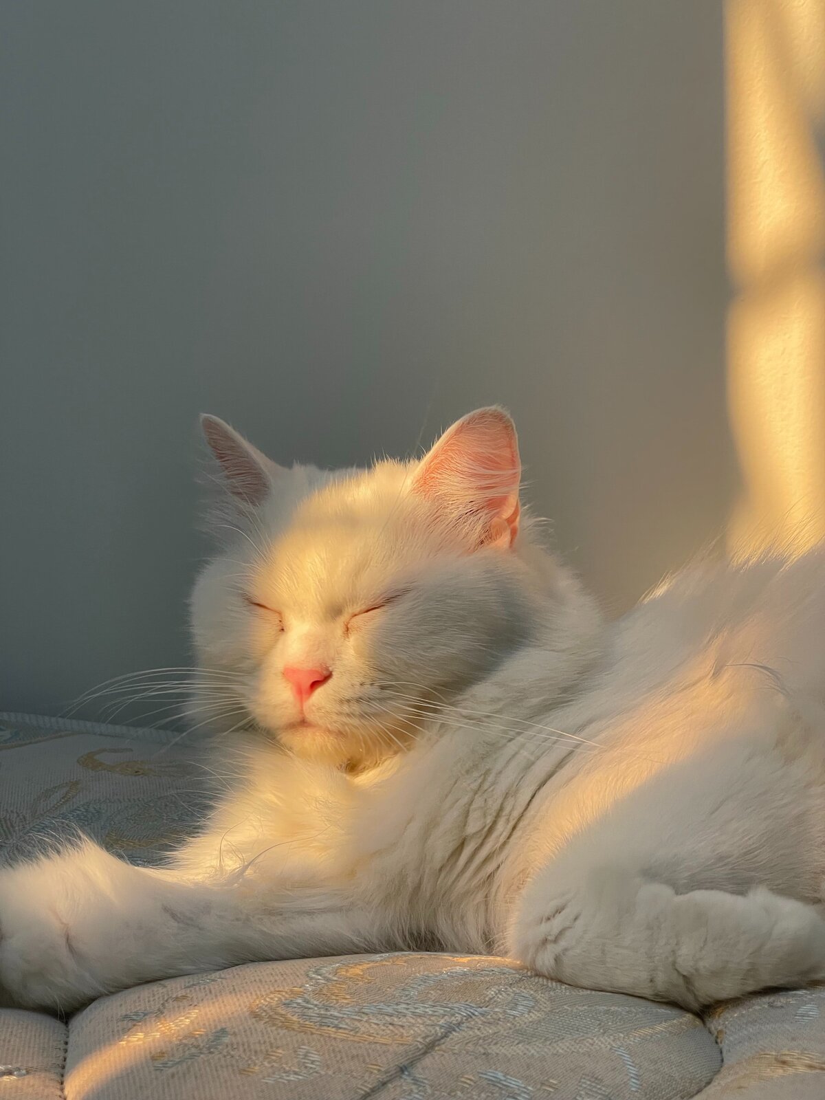 pexels-rhea-hazel-13722001