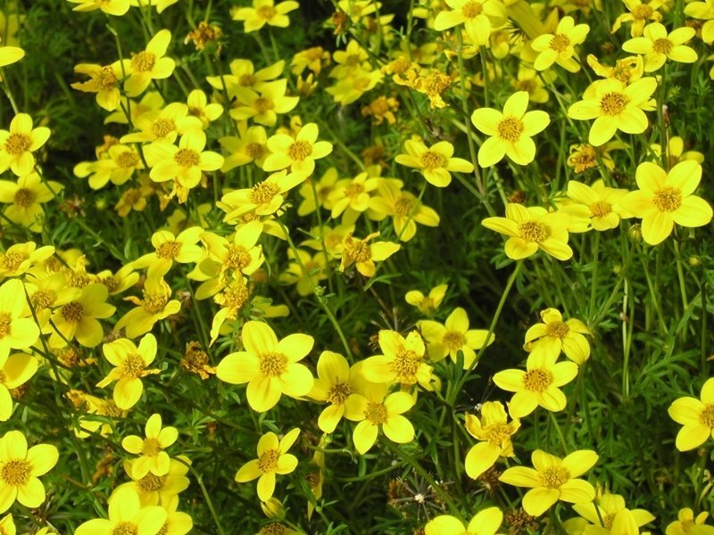 bidens-ferulifolia1